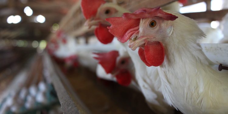 Inscrições abertas para curso na Vila de Balbina