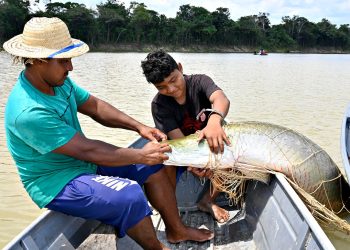 Pirarucu de manejo conquista selo internacional