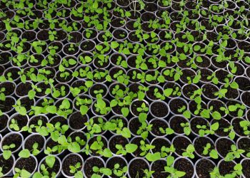 Copos plásticos são reutilizados no plantio de mudas em Manaus