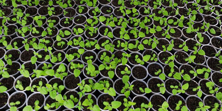 Copos plásticos são reutilizados no plantio de mudas em Manaus