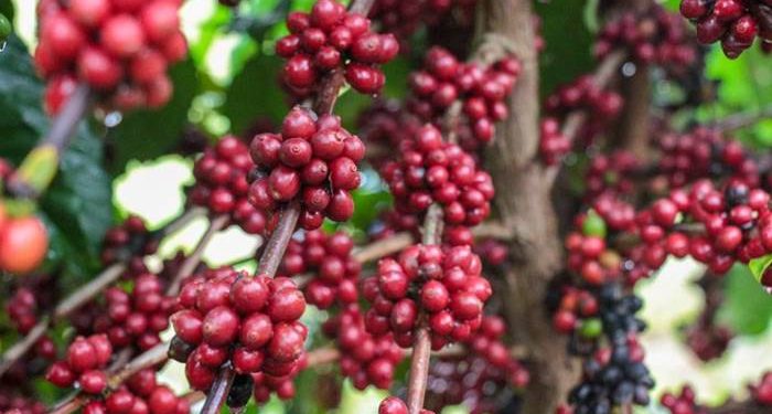 Curso de manejo do café tem inscrições gratuitas