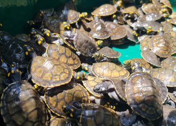 Mais de 25 mil filhotes de quelônios são devolvidos à natureza
