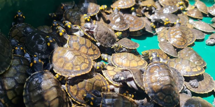 Mais de 25 mil filhotes de quelônios são devolvidos à natureza