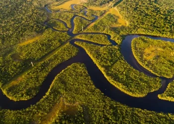 Especialista aposta na bioeconomia para desenvolvimento sustentável da Amazônia