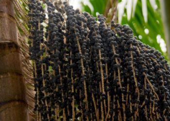 Polinização de palmeiras na Amazônia gera mais de R$ 700 mi por ano