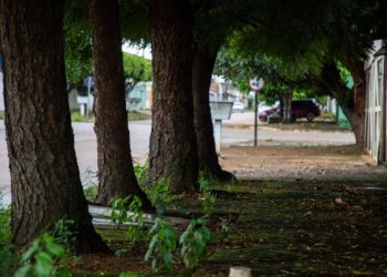 Especialista ensina plantio de árvores na zona urbana de Porto Velho