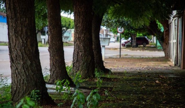 Especialista ensina plantio de árvores na zona urbana de Porto Velho