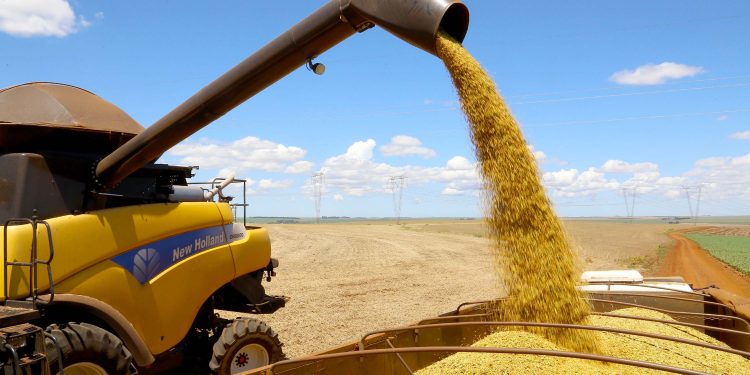 Colheita de grãos será menor em 2024