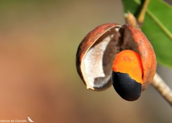 Produto a base de fruto da Amazônia é usado para combater cárie