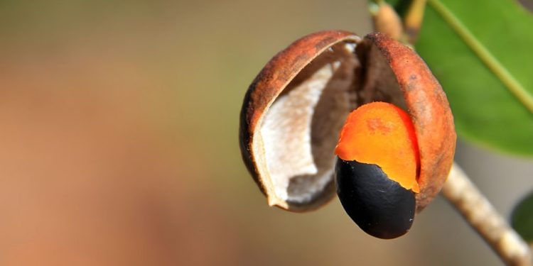 Produto a base de fruto da Amazônia é usado para combater cárie