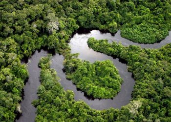 Pesquisadores se unem para explorar a diversidade amazônica
