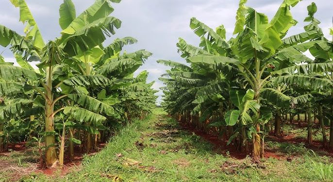 Projeto traz tecnologia na produção de bananas em Tefé