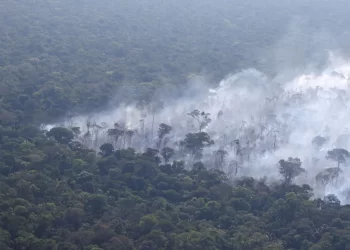 Amazônia risca colapso até 2050, alerta estudo