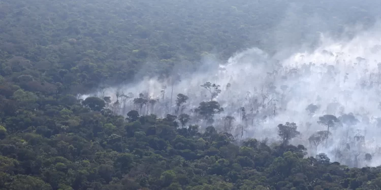 Amazônia risca colapso até 2050, alerta estudo