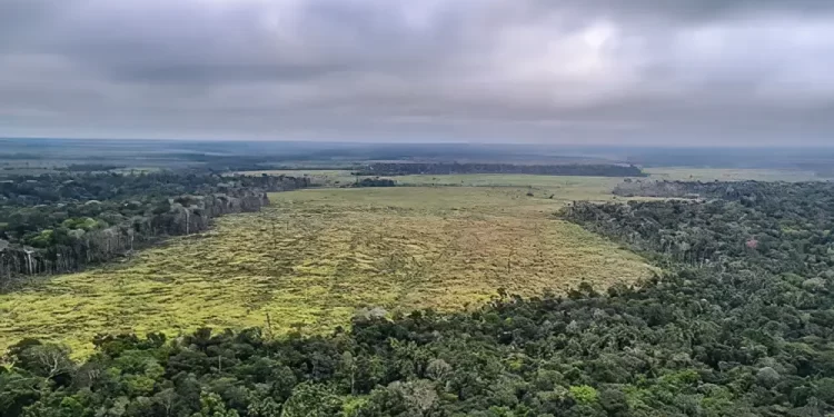 Entenda como o mau uso da floresta compromete a vida no planeta