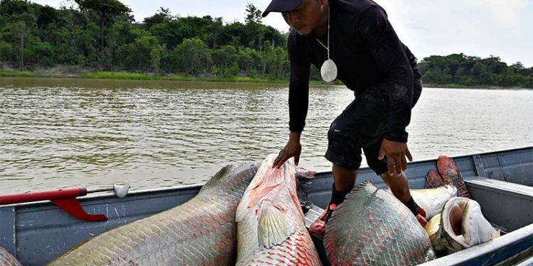 Ibama orienta sobre manejo do pirarucu no Amazonas