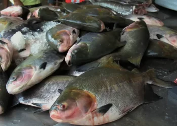 Piscicultura de peixes nativos avança em Rondônia