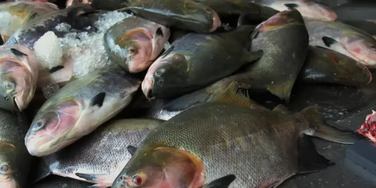 Piscicultura de peixes nativos avança em Rondônia
