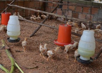 Ação combate dengue em propriedades rurais do Amazonas