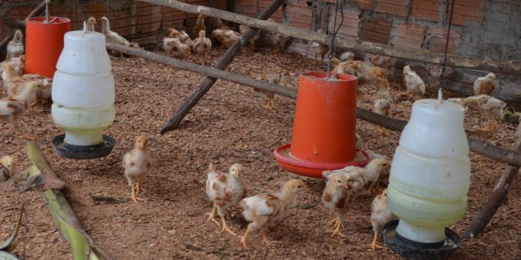 Ação combate dengue em propriedades rurais do Amazonas