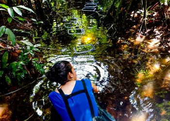 Pesquisa avalia qualidade de ambientes aquáticos da Amazônia