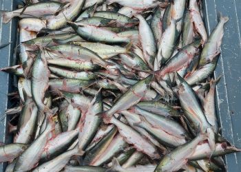 Pesca do mapará deve gerar mais de R$ 1 mi no Careiro da Várzea