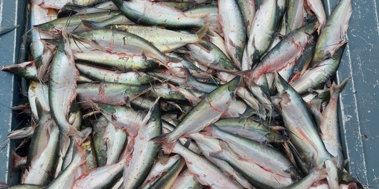 Pesca do mapará deve gerar mais de R$ 1 mi no Careiro da Várzea