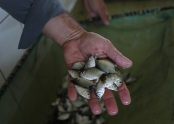 Piscicultores recebem mais de 700 mil pós-larvas e 266 mil alevinos de peixes