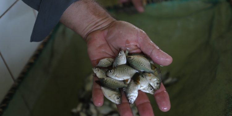 Piscicultores recebem mais de 700 mil pós-larvas e 266 mil alevinos de peixes