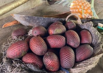 Frutas Amazônicas são aliadas contra a desnutrição