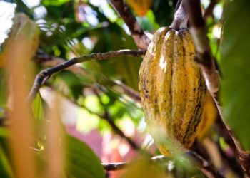 Mulheres gerenciam 17,8% das propriedades de cacau na Transamazônica