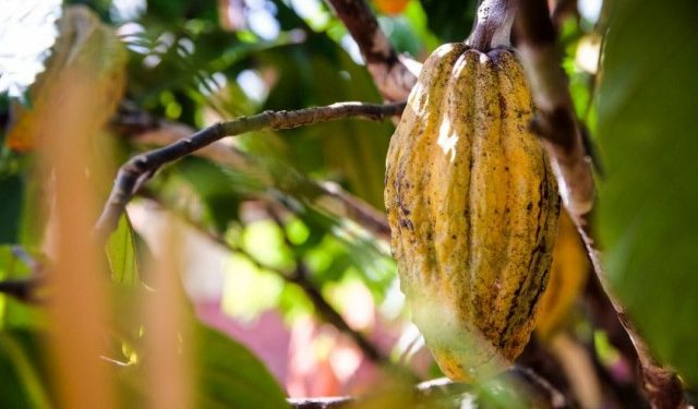 Mulheres gerenciam 17,8% das propriedades de cacau na Transamazônica