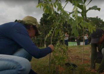 Pesquisadores do Pará criam técnica inovadora para restauração de áreas da floresta amazônica