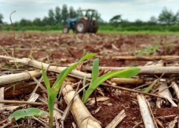 Estudo na Amazônia visa otimizar produção de forragem e silagem