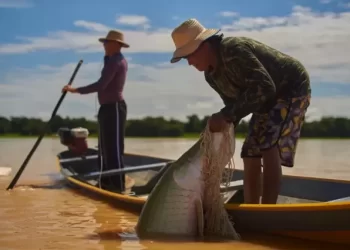 Venda de peixes de manejo gera renda para pescadores no Amazonas