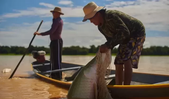 Venda de peixes de manejo gera renda para pescadores no Amazonas