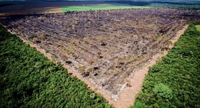 Seca e vegetação rasteira podem ser o novo normal da Amazônia