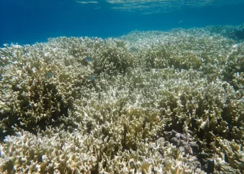 Pesquisa mostra branqueamento de corais no Nordeste