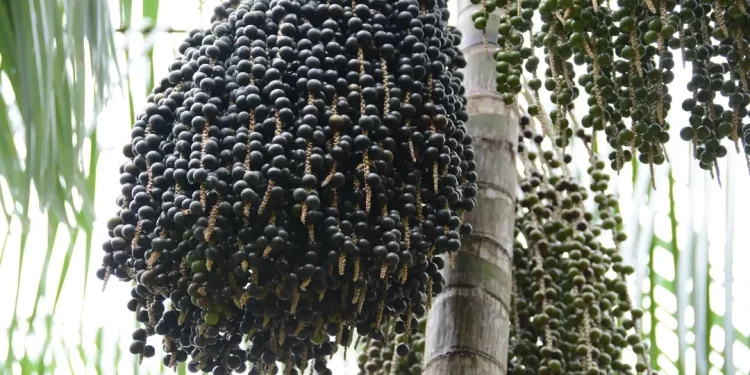 Açaí Amazônico recebe reconhecimento com selo de indicação Geográfica
