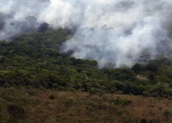 Ibama lança plataforma de monitoramento para acompanhar recuperação ambiental