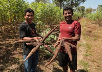 No Dia da Mandioca, Idam destaca sua importância na agricultura familiar local
