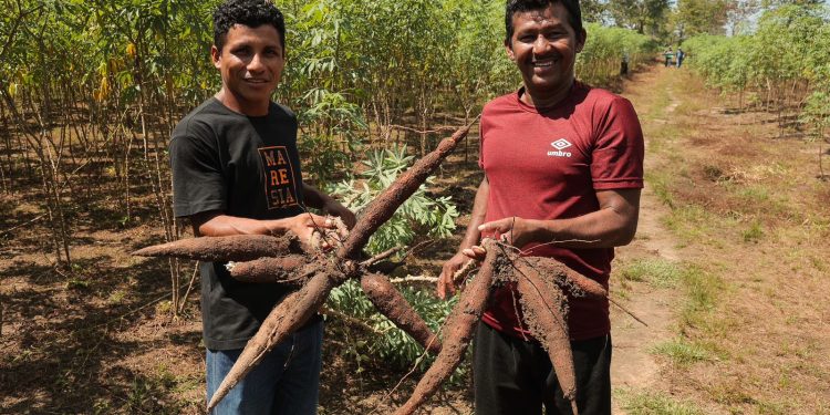 No Dia da Mandioca, Idam destaca sua importância na agricultura familiar local
