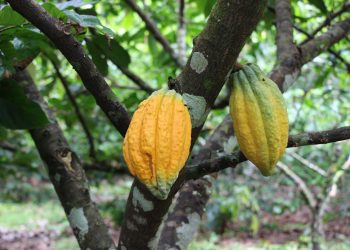 Idam vai distribuir 400 mil sementes da fruta