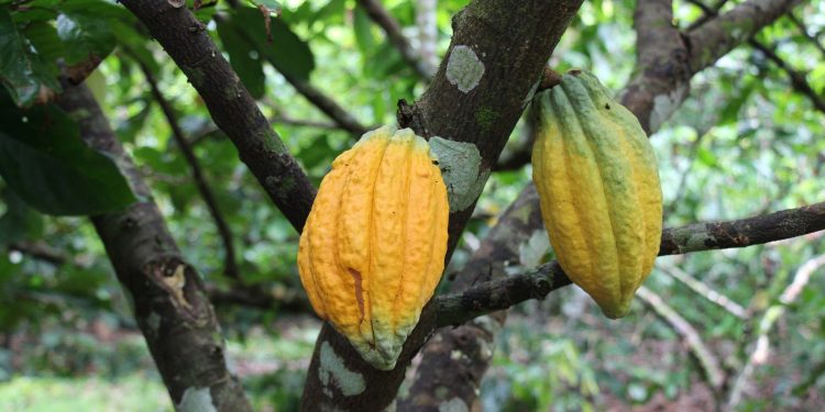 Idam vai distribuir 400 mil sementes da fruta