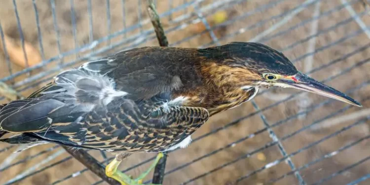 Parque Mangal das Garças recebe quatro novas espécies de aves em Belém