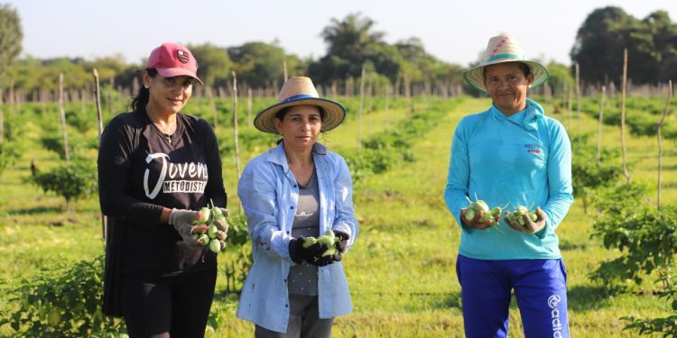 Amazonas promove ações para impulsionar o setor primário