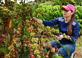 Plantio do café fortalece economia e agricultura familiar no Acre