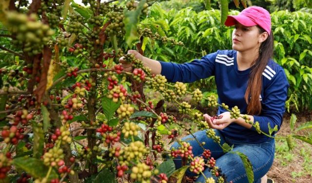 Plantio do café fortalece economia e agricultura familiar no Acre