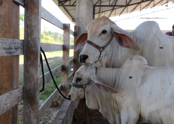 Adaf alerta pecuaristas de 13 municípios do Amazonas