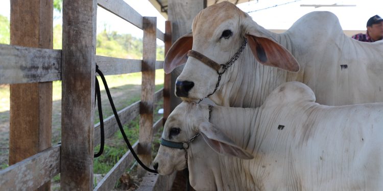 Adaf alerta pecuaristas de 13 municípios do Amazonas